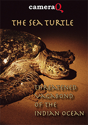 Sea Turtle - on demand